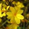 Jasminum Nudiflorum Winter Jasmine 3Ltr Pot -Longacres Shop 5019945915718 e0249c4c 3ef9 434c bc60 4f76c6a7655b