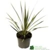 Cordyline Australis 'Sparkler' 2Ltr Pot -Longacres Shop 5019945923324 947be49e 01a1 4c13 87e0 a29cf8292b1c