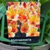 Alstroemeria 'Summer Breeze' Peruvian Lily 3Ltr Pot 2 Alstroemeria 'Summer Breeze' Peruvian Lily 3Ltr Pot -Longacres Shop 5019945985773 1961b098 bdaf 4be6 82f4 87771a5820c9