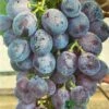 Grape 'Black Hamburg' 3Ltr Pot 1 Grape 'Black Hamburg' 3Ltr Pot -Longacres Shop 5019945994416 df5037a3 723c 4187 8604 2257360215c4