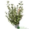 Elaeagnus X Ebbingei Oleaster Plant 80cm Tall (IT) -Longacres Shop 5021768000465