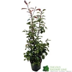 Photinia Fraseri 'Red Robin' 80cm Tall (IT)