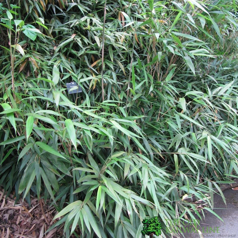 Pseudosasa Japonica Bamboo Plant 1.25m Tall (IT) 3 Pseudosasa Japonica Bamboo Plant 1.25m Tall (IT)