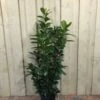 Prunus 'Novita' Common Laurel Plant 1m Tall (IT) -Longacres Shop 5021768007914 d985e756 51a6 4c03 8244 f9d87a43e4e2