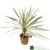 Cordyline Australis 'Torbay Dazzler' 60cm Tall (IT) 1 Cordyline Australis 'Torbay Dazzler' 60cm Tall (IT) -Longacres Shop 5021768016725