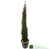 Cupressus Sempervirens 'Totem' Conifer 1m Tall (IT) -Longacres Shop 5021768016893 b860b574 785c 4e25 adde c4dec02615ca