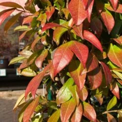 Trachelospermum Jasminoides Arch Trained Jasmine Climber 18Ltr Pot -Longacres Shop 5021768019641 2