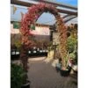 Trachelospermum Jasminoides Arch Trained Jasmine Climber 18Ltr Pot