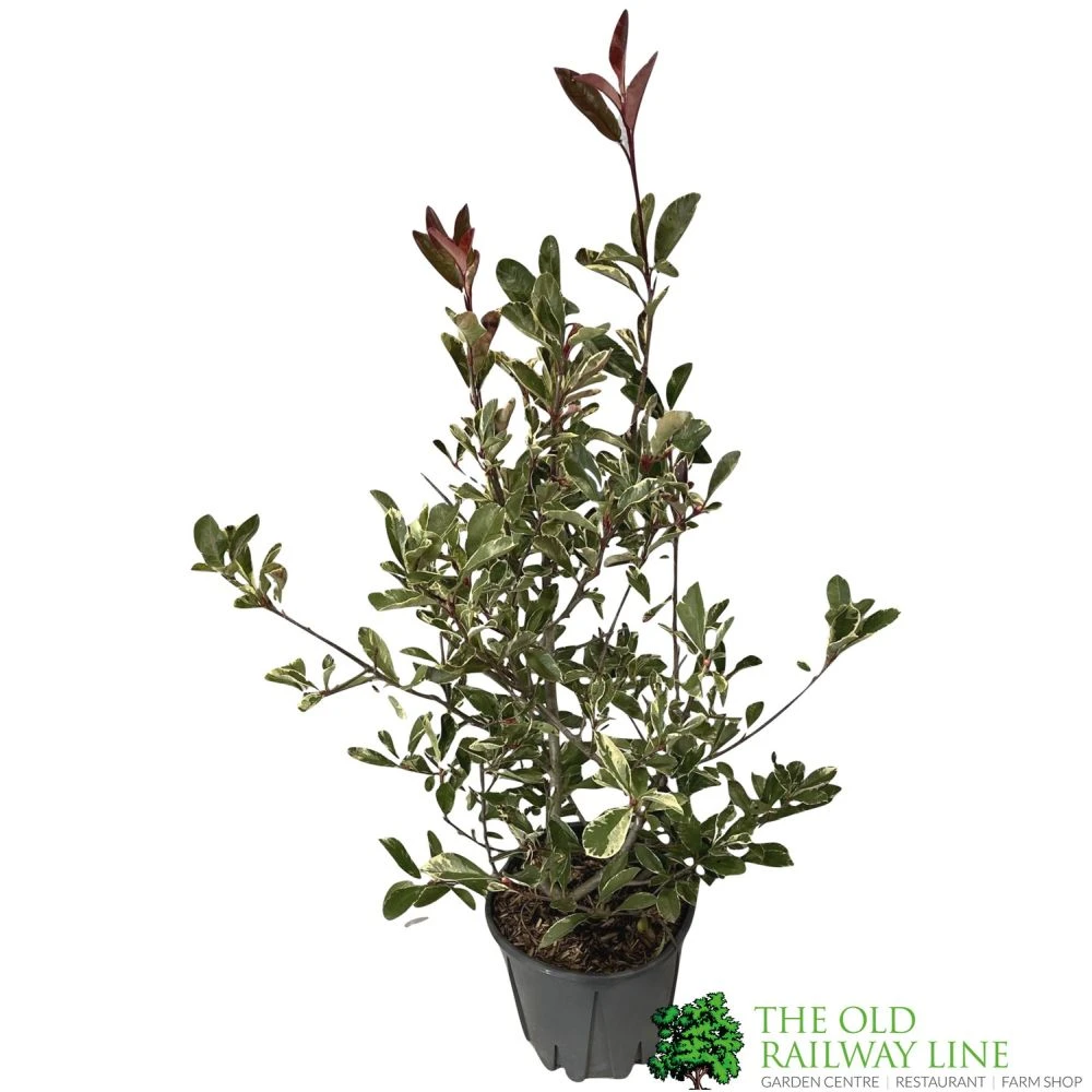 Photinia X Fraseri 'Pink Marble' Plant 80cm Tall (IT) 3 Photinia X Fraseri 'Pink Marble' Plant 80cm Tall (IT)