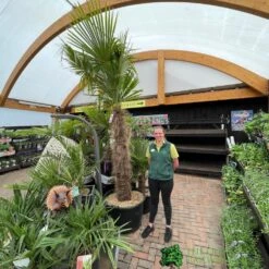 Trachycarpus Fortunei Chusan Palm Tree 3m Tall 7 Trachycarpus Fortunei Chusan Palm Tree 3m Tall -Longacres Shop 5021768025277 3