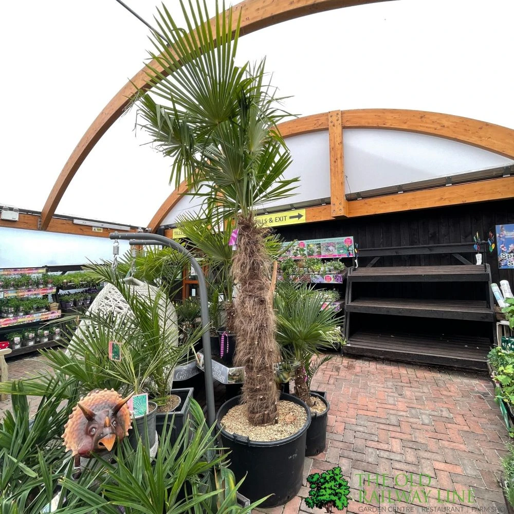 Trachycarpus Fortunei Chusan Palm Tree 3m Tall 3 Trachycarpus Fortunei Chusan Palm Tree 3m Tall