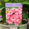 Phlox 'Sweet Summer Dream Orange Rose' 3Ltr Pot 1 Phlox 'Sweet Summer Dream Orange Rose' 3Ltr Pot -Longacres Shop 5021768048603