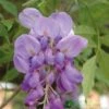 Wisteria Sinensis Climber 1.8m Tall (IT) -Longacres Shop 5021768050873