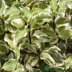 Pittosporum Tenuifolium 'Silver Queen' Plant 50cm Tal (IT) -Longacres Shop 5021768052945 2