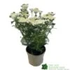 Achillea 'New Vintage White' 3Ltr Pot
