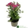 Achillea 'New Vintage Violet' 3Ltr Pot -Longacres Shop 5021768068984