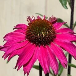 Echinacea 'Sensation Pink' Plant 2 Ltr Pot -Longacres Shop 5021768069202 3