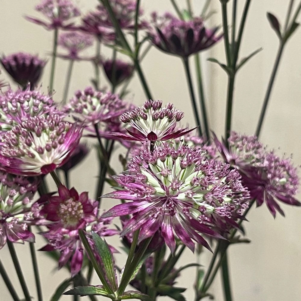 Astrantia 'Star Of Love' Plant 3 Ltr 5 Astrantia 'Star Of Love' Plant 3 Ltr - Image 3