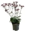 Astrantia 'Star Of Love' Plant 3 Ltr -Longacres Shop 5021768072080 d7831a1a 7c31 43d0 b3be b6538da1e21b