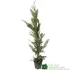 Cupressus Leylandii Conifer Hedging Plant 1.25m Tall (IT) -Longacres Shop 5021768075944 df1d85ec 5ef5 44d5 91fb 39dfa0149986