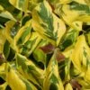 Cornus Florida 'Rainbow' Flowering Dogwood 10Ltr Pot -Longacres Shop 5021768076866
