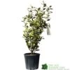 Elaeagnus X Submacrophylla 'Viveleg' Oleaster Plant 50cm Tall (IT) 1 Elaeagnus X Submacrophylla 'Viveleg' Oleaster Plant 50cm Tall (IT) -Longacres Shop 5021768076903