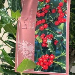 Ilex 'Nellie R.Stevens' Female Holly Bush 10Ltr Pot -Longacres Shop 5021768084373 3