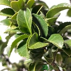 Euonymus Japonicus 'Benkomasaki' 40cm Tall (IT) -Longacres Shop 5021768087787 3