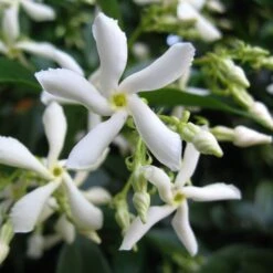Trachelospermum Jasminoides 'Star Jasmine' Tripod Climber 120cm Tall (IT) -Longacres Shop 5021768087930 2 e192d392 7a65 4b82 b30c 4daa1dd0ffc3