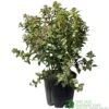Viburnum Tinus 'Eve Price' Laurustinus Plant 60cm Tall (IT) 2 Viburnum Tinus 'Eve Price' Laurustinus Plant 60cm Tall (IT) -Longacres Shop 5021768096277