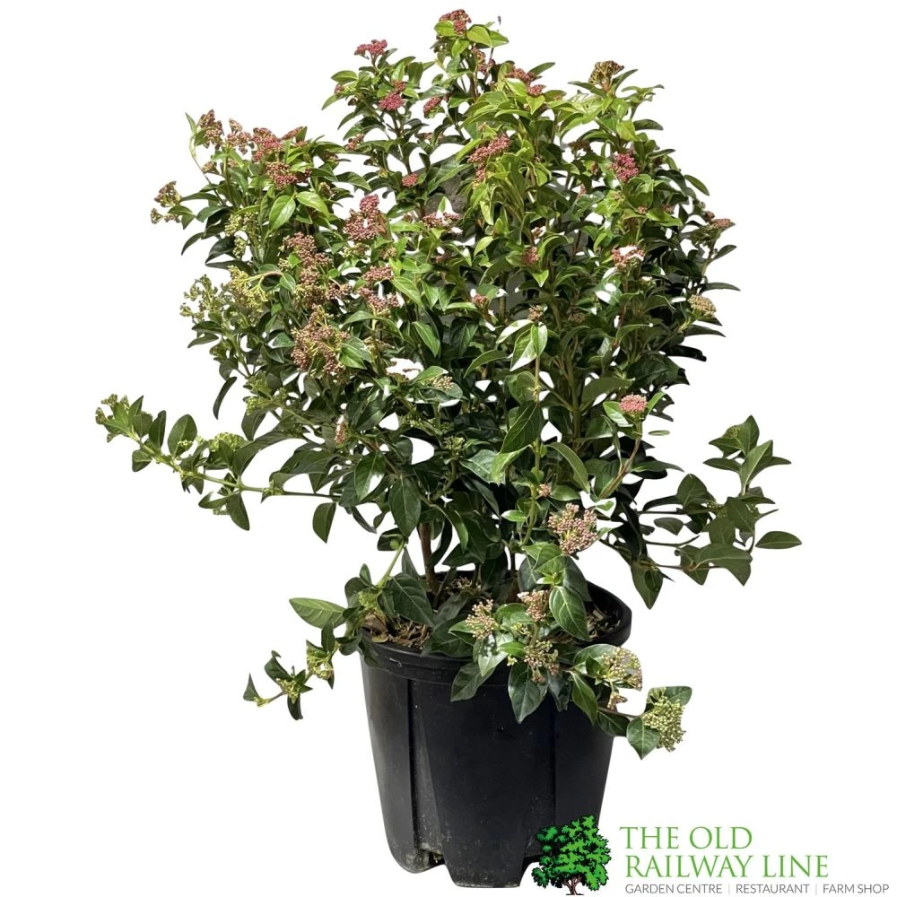 Viburnum Tinus 'Eve Price' Laurustinus Plant 60cm Tall (IT) 3 Viburnum Tinus 'Eve Price' Laurustinus Plant 60cm Tall (IT)
