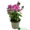 Phlox 'Sweet Summer Rose' 3Ltr Pot 1 Phlox 'Sweet Summer Rose' 3Ltr Pot -Longacres Shop 5021768099681