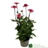 Echinacea 'Delicious Candy' 3Ltr Pot 2 Echinacea 'Delicious Candy' 3Ltr Pot -Longacres Shop 5021768118924