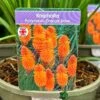 Kniphofia 'Pyromania Orange Blaze' 3Ltr Pot -Longacres Shop 5021768133330
