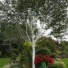 Betula 'Jacquemontii' White Birch Multistem 1.5m Tall (IT) -Longacres Shop 5021768138939