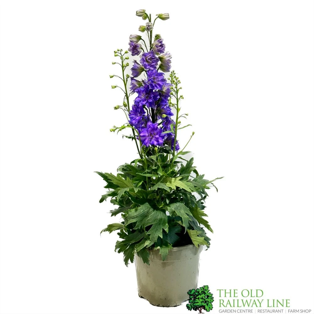 Delphinium Delgenius 'Breezin' 3Ltr Pot 3 Delphinium Delgenius 'Breezin' 3Ltr Pot