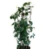 Parthenocissus Quinquefolia Virginia Creeper Climber 20 Ltr Pot 1 Parthenocissus Quinquefolia Virginia Creeper Climber 20 Ltr Pot -Longacres Shop 5021768147269 16b9ba73 7f45 45ed 8b5b be8ee02b632c