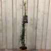 Trachelospermum Asiaticum 'Pink Showers' Climber 1m Tall (IT) -Longacres Shop 5021768148280 6df0581f e8cb 43c2 bb59 191ddfd9f110
