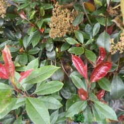 Photinia X Fraseri 'Red Robin' Pleached Form 2m Tall -Longacres Shop 5021768148341 2