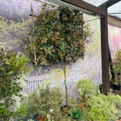 Photinia X Fraseri 'Red Robin' Pleached Form 2m Tall -Longacres Shop 5021768148341 3