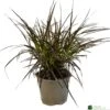 Pennisetum 'Chelsea' 2Ltr Pot -Longacres Shop 5021768150221