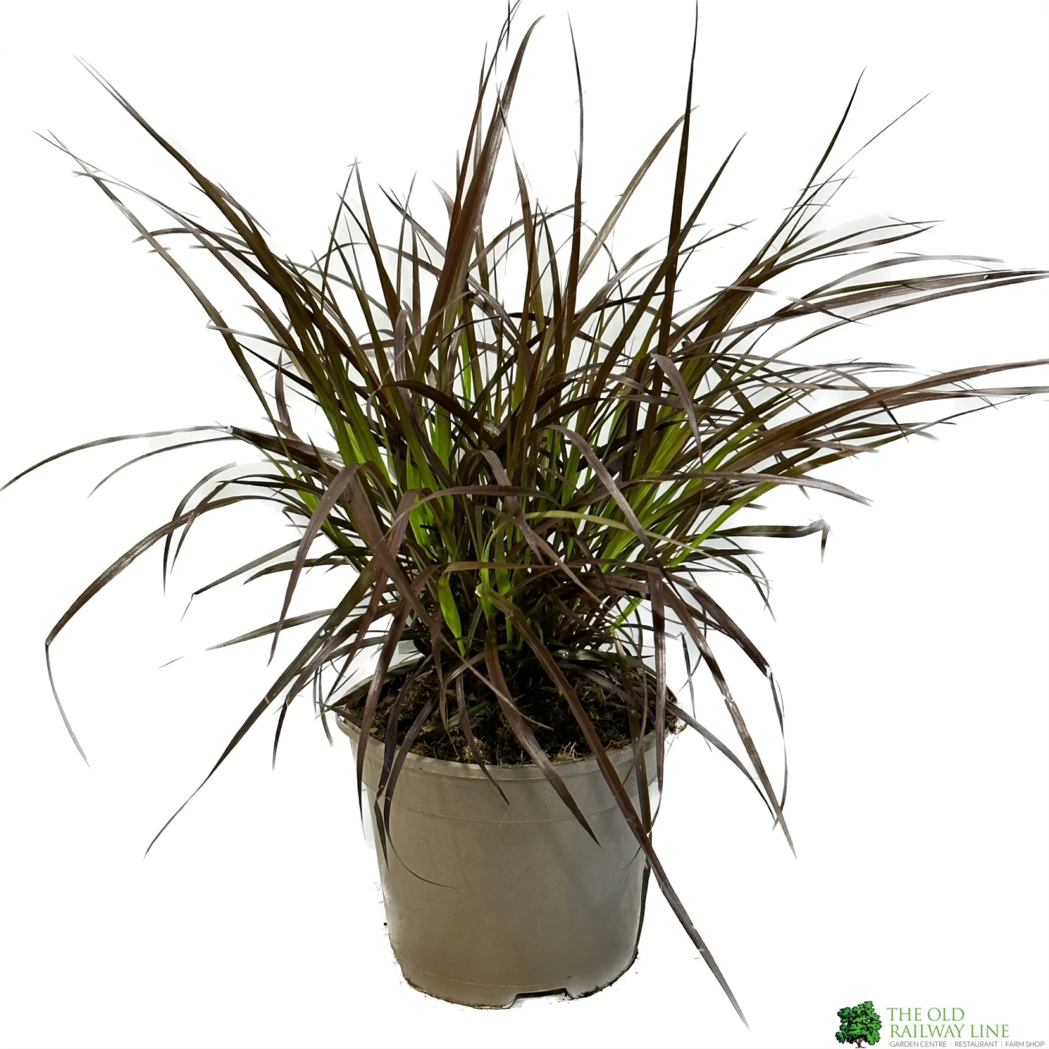 Pennisetum 'Chelsea' 2Ltr Pot 3 Pennisetum 'Chelsea' 2Ltr Pot