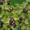 Pittosporum 'Tenuifolium' 3Ltr Pot -Longacres Shop 5021768155035