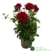 Dahlia 'RedFubuki' 3Ltr Pot -Longacres Shop 5021768161470