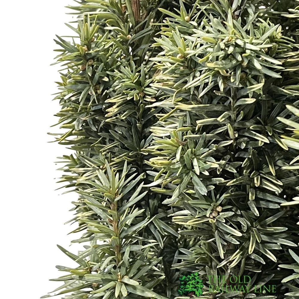 Taxus Baccata 'David' Yew Tree 1m Tall (IT) 4 Taxus Baccata 'David' Yew Tree 1m Tall (IT) - Image 2