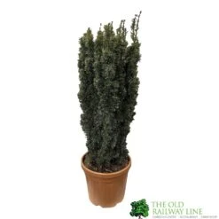 Taxus Baccata 'David' Yew Tree 1m Tall (IT)