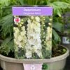 Delphinium 'Delgenius Neva' 3Ltr Pot -Longacres Shop 5021768164310