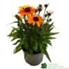 Echinacea 'Sunseekers Clementine' 3Ltr Pot -Longacres Shop 5021768164761