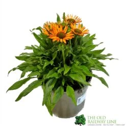 Echinacea 'Prima Saffron' 3Ltr Pot