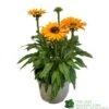 Echinacea 'Sunseekers Mineola' 3Ltr Pot 1 Echinacea 'Sunseekers Mineola' 3Ltr Pot -Longacres Shop 5021768177716